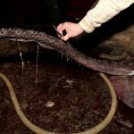 Zutuga dracorepka Ulov 1