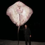 Zutuga dracorepka Ulov 11