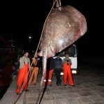 Zutuga dracorepka Ulov 12