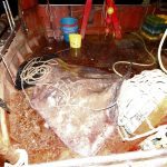 Zutuga dracorepka Ulov 13