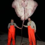 Zutuga dracorepka Ulov 14