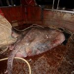 Zutuga dracorepka Ulov 15