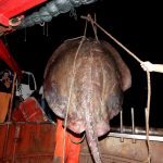 Zutuga dracorepka Ulov 2