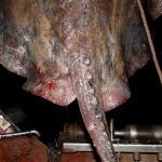 Zutuga dracorepka Ulov 3