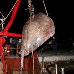 Zutuga dracorepka Ulov 4