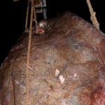 Zutuga dracorepka Ulov 5