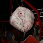 Zutuga dracorepka Ulov 6