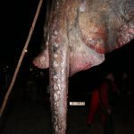 Zutuga dracorepka Ulov 7