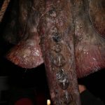 Zutuga dracorepka Ulov 8