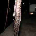 Zutuga dracorepka Ulov 9