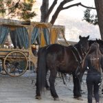 robin hood dominikanci 44