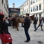 robin hood stradun 270217 17