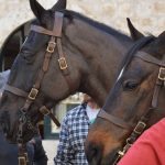 robin hood stradun 270217 31