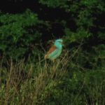 Kucice Zlatovrana Coracias garrulus 1