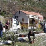 ROTARY OPET U AKCIJI Smokvica dobiva 1185 sadnica maslina 1 MASLINE 2007