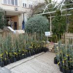 ROTARY OPET U AKCIJI Smokvica dobiva 1185 sadnica maslina 3 MASLINE 2011