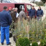 ROTARY OPET U AKCIJI Smokvica dobiva 1185 sadnica maslina 2 MASLINE 2011 2