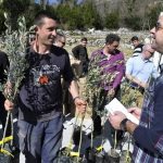 ROTARY OPET U AKCIJI Smokvica dobiva 1185 sadnica maslina 5 MASLINE 2012