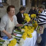 narcisi 15