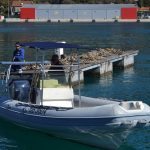 orsan ponton 38