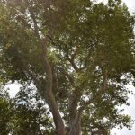 platan trsteno sanacija 1