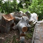 platan trsteno sanacija