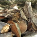 platan trsteno sanacija 2