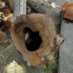 platan trsteno sanacija 3