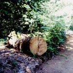 Borovi Perivoj Djordjic Mayneri 8