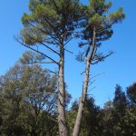 HPD Snijeznica Mljet 12