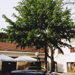 Proljece na Korculi 26