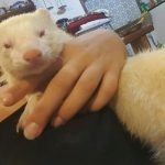 albino tvor 1