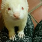 albino tvor 2