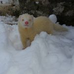 albino tvor 3