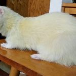 albino tvor 6