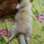 albino tvor 7