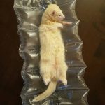 albino tvor 8