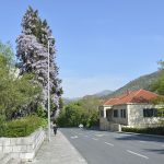 glicinija glicina002 1
