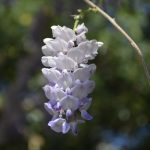 glicinija glicina003 1