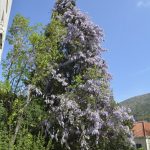 glicinija glicina014 1