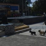 izlozba pasa 3