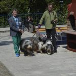 izlozba pasa 8