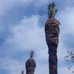Palme Pipa Trsteno
