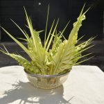 palme pome desa050