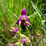 Bertolonijeva kokica Ophrys bertolonii 122