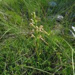 Jadranska kozonoška Himantoglossum adriaticum 1 1280