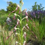 Jadranska kozonoška Himantoglossum adriaticum 3 1280
