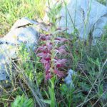 Kožasti kaćun Orchis coriophora fragans 1280