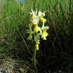 Malocvjetni kaćun Orchis provincialis pauciflora 1280