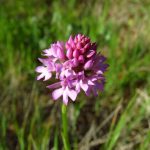 Piramidalna vratiželja Anacamptis pyramidalis 1280